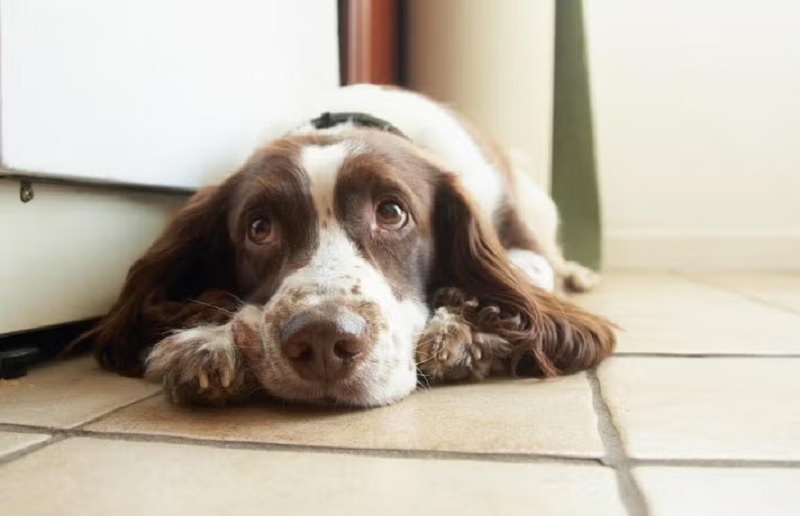 How to Bathe Your Pet Without the&nbsp;Stress