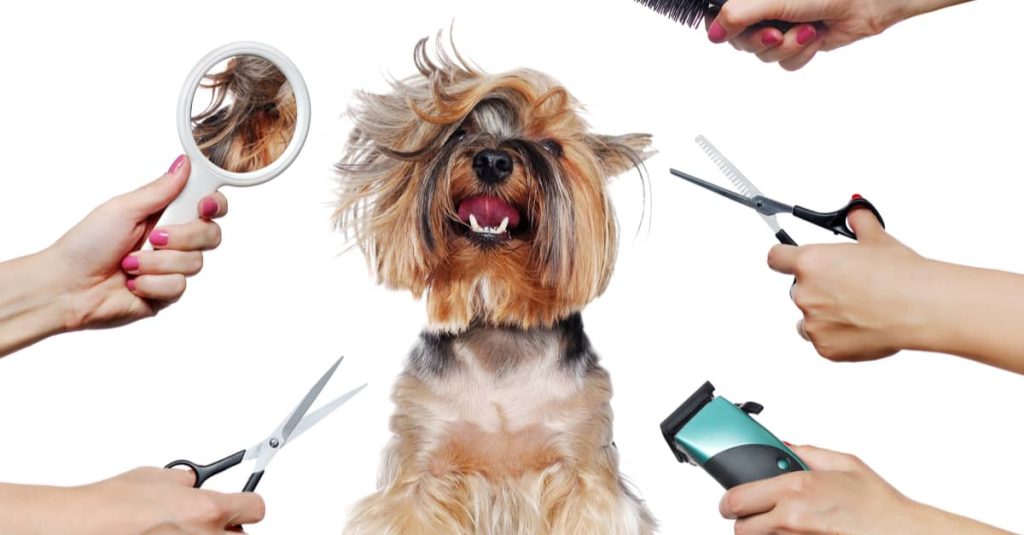 Choosing the Right Grooming Tools for Your&nbsp;Pet
