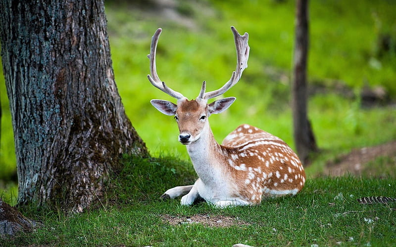 The Intriguing Lives of Deer: Nature’s Elegant&nbsp;Grazers