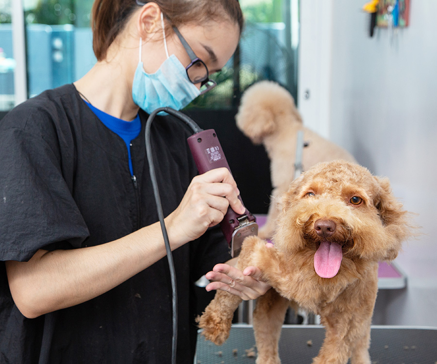 Seasonal Grooming Tips: Keeping Your Pet Comfortable&nbsp;Year-Round