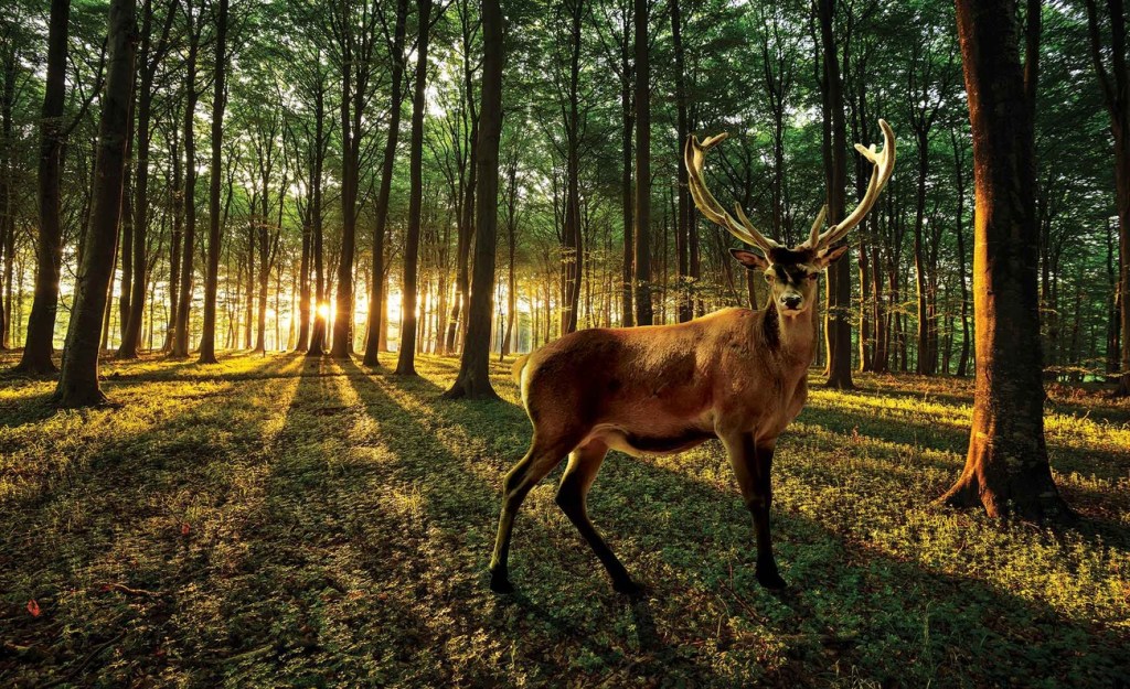 The Enchanting World of Deer: Nature’s Graceful&nbsp;Herbivores