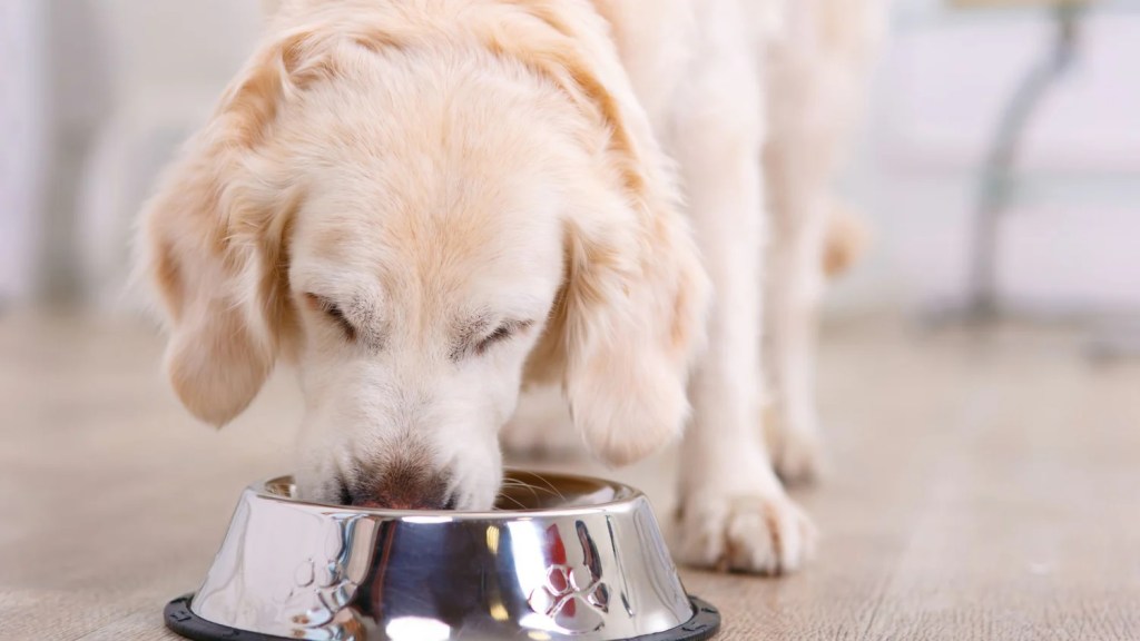 The Best Diet for Your Dog: Homemade vs.&nbsp;Store-Bought