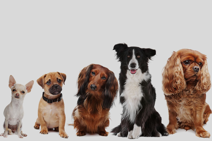 Spotlight on Popular Dog Breeds: Pros and&nbsp;Cons