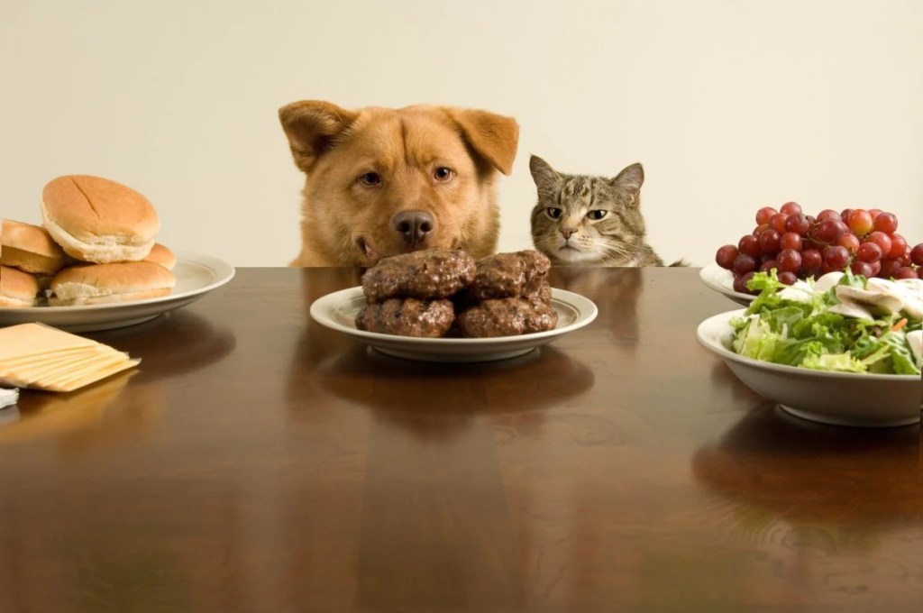 Common Foods That Are Toxic to Pets: A Comprehensive Guide for Pet&nbsp;Owners